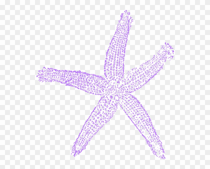 Estrella De Mar Vector #68999