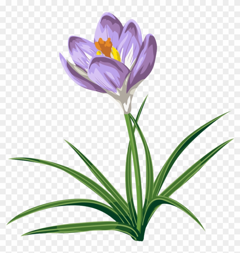 Clip Arts Related To - Crocus Transparent #69191