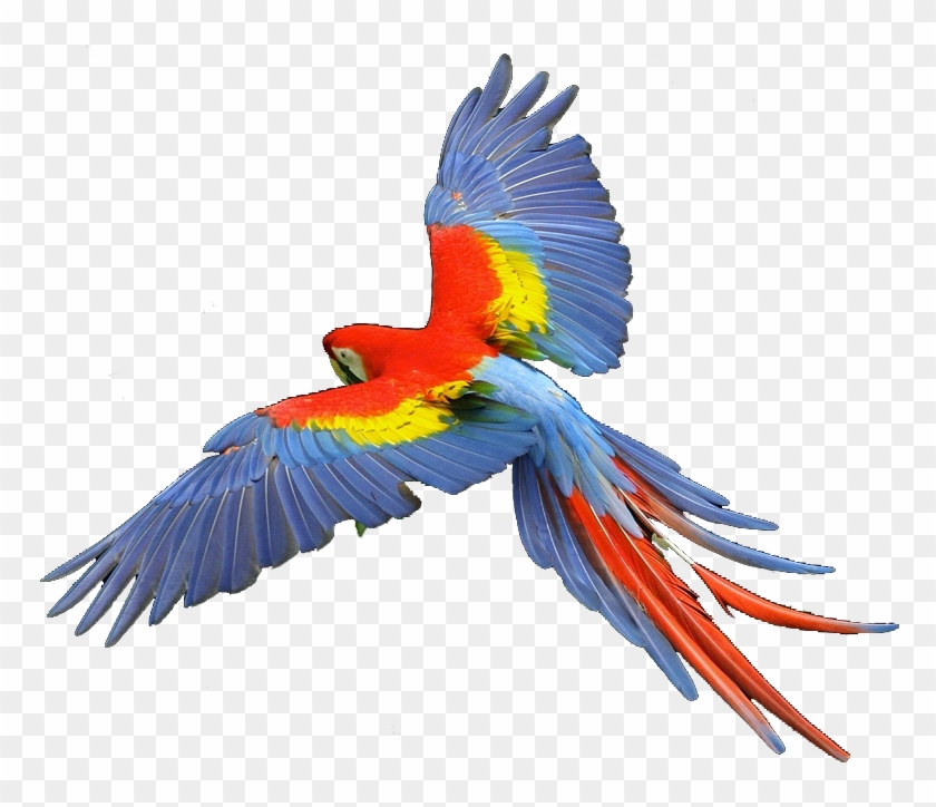 Macaw Scarlet - Scarlet Macaw Clipart #69234