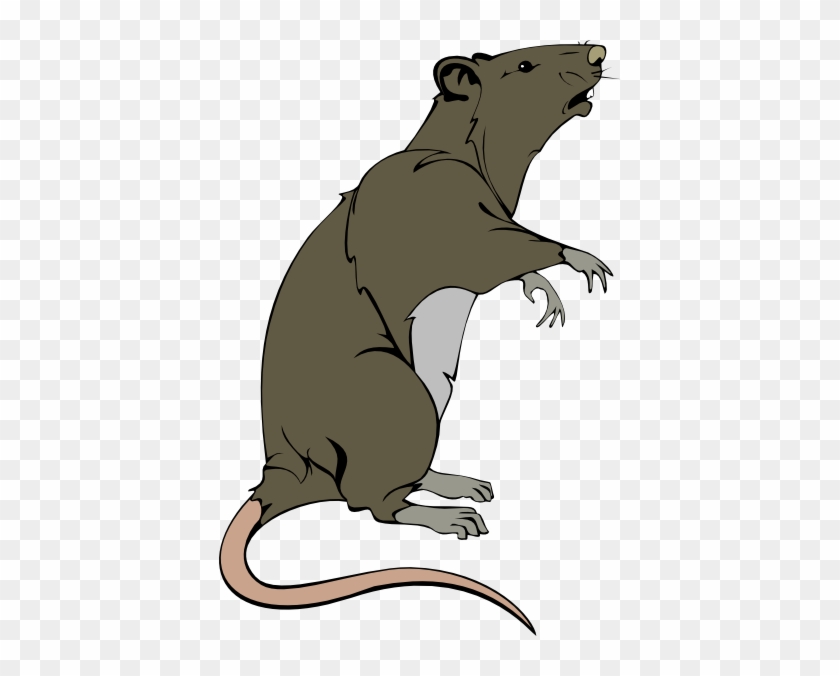 Dead Rat Clip Art #69599