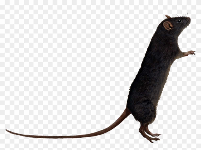 Rat Transparent - Rats Png #69815