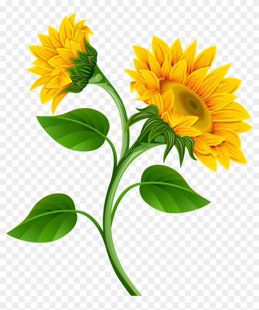 Sunflower Clipart Transparent Background - Sunflowers Clipart Png #71282