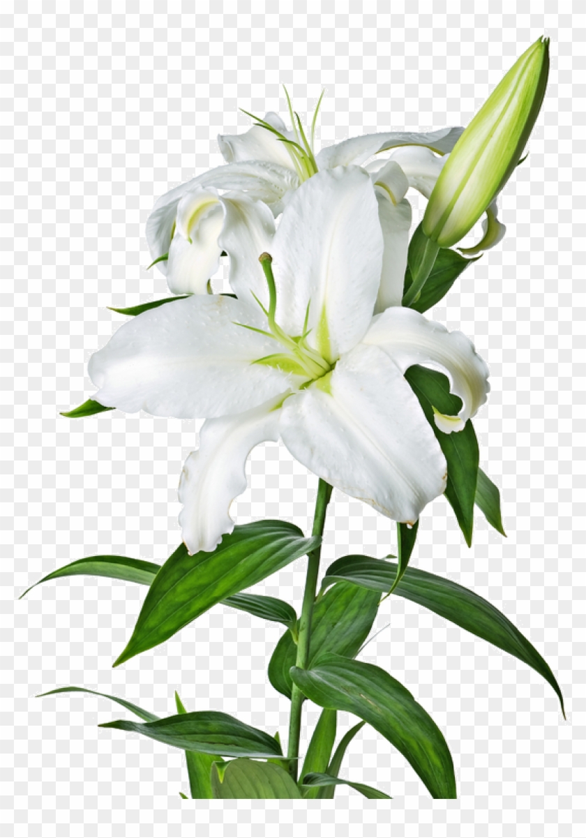 Lilys Site White Lilies - White Lilies With A Transparent Background #71440