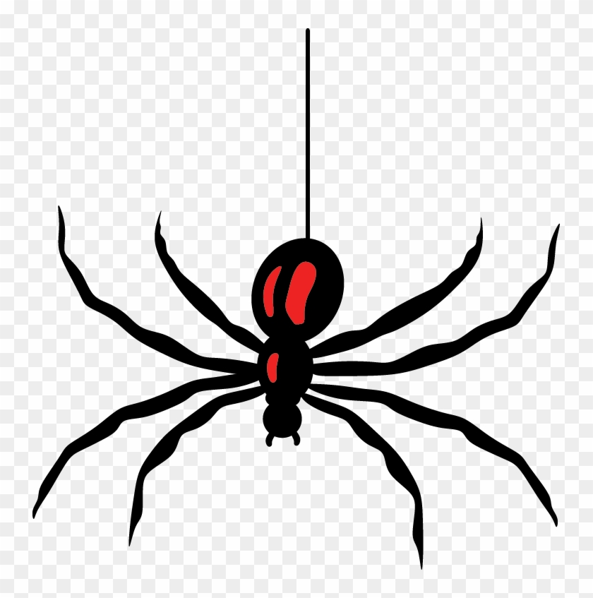 Spiders - Spider #72564