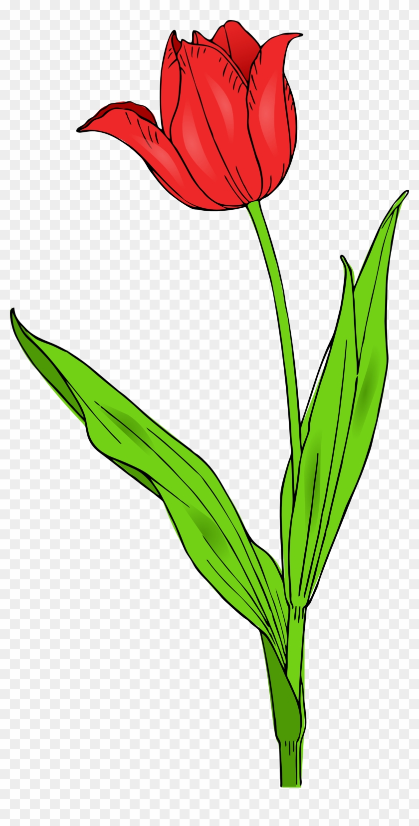 Tulip Images Clip Art - Tulip Clip Art #73542