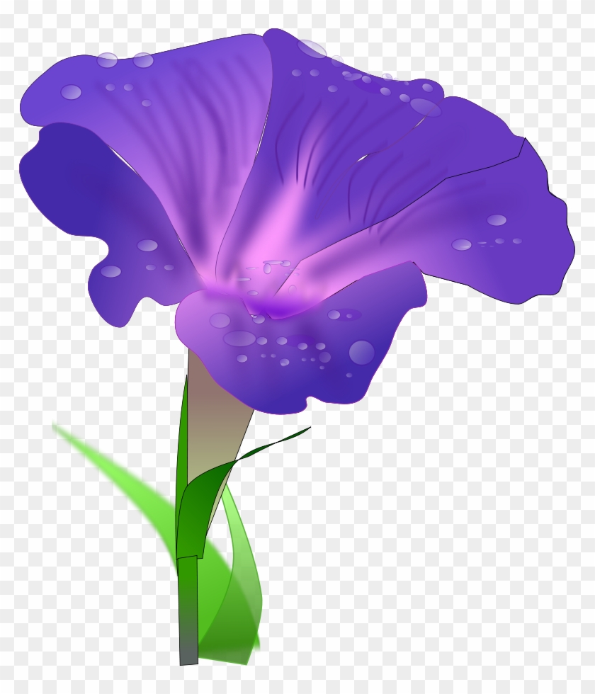 Blue Purple Mix Ipomoea Morning Glory Seeds #74100