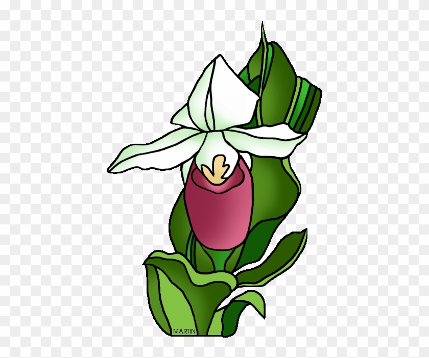 Minnesota State Flower - Lady Slipper Clip Art #74357