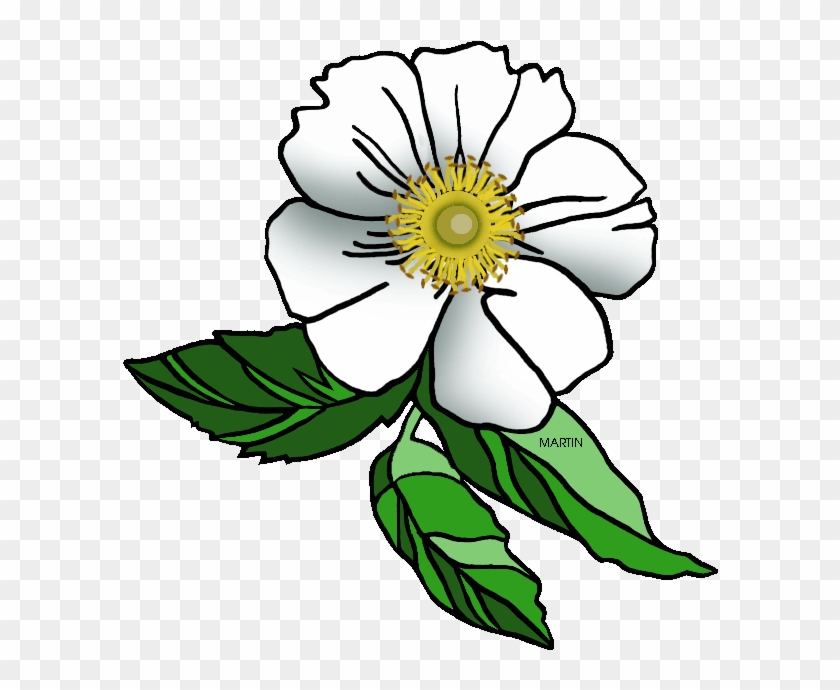 Georgia Cliparts - Cherokee Rose Clip Art #74453