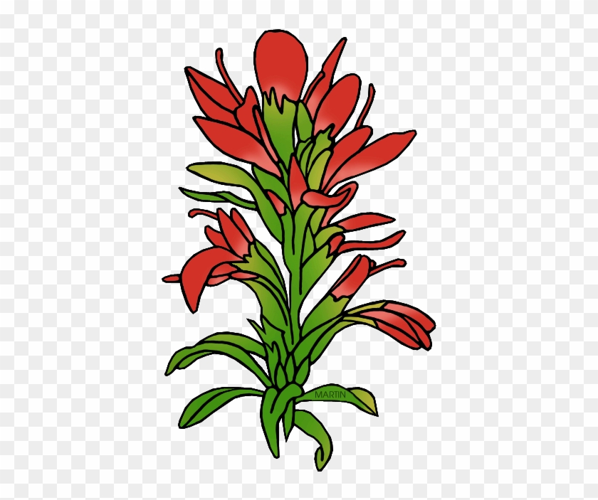 State Flower Of Wyoming - Indian Paintbrush Flower Clipart #74553