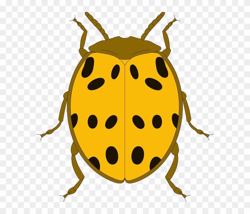 Beetle Black, Top, View, Yellow, Ladybug, Wings, Beetle - ด้วง ดำ จุด เหลือง #75605