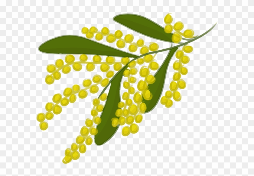 Acacia Tree Clipart - Wattle Flower Clipart Pgn #421063