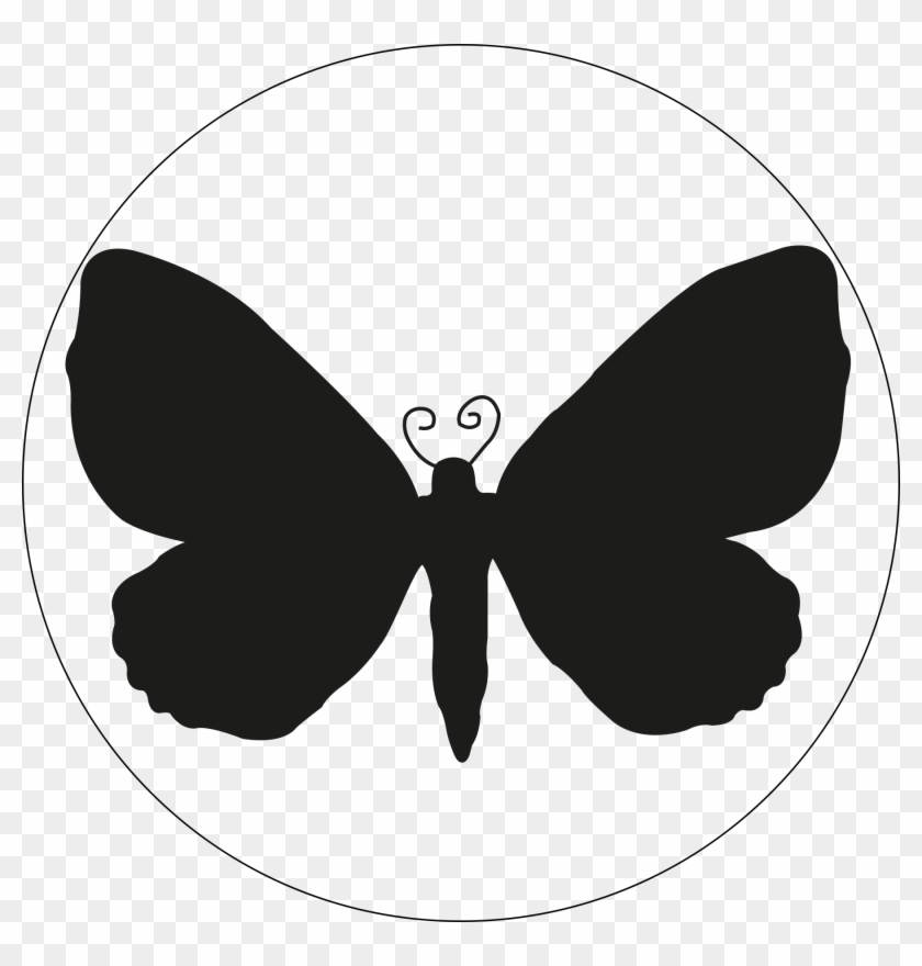 Eustroma Reticulata - Butterfly #421341