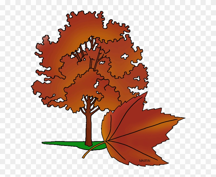 Rhode Island Clipart - Rhode Island State Tree #421354