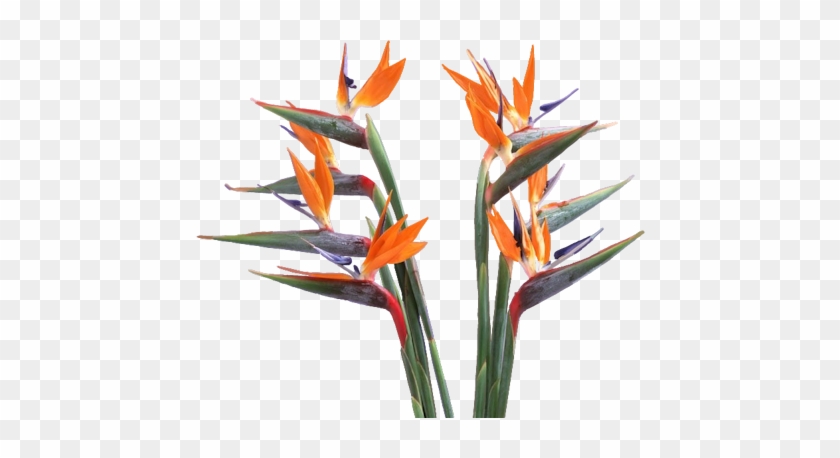 Bird Of Paradise Flower Clipart - Birds Of Paradise Png #421374
