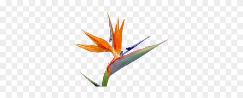 Clipart Image Gallery - Bird Of Paradise Flower Png #421395