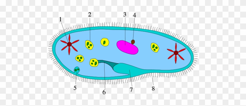 Upload Public Image - Protists Bacteria #421583