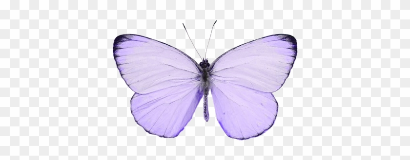 Periwinklethemed - Butterfly Tumblr Png #421717