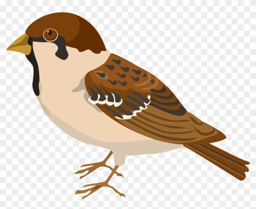 Sparrow Png - Burung Pipit Clipart #421773