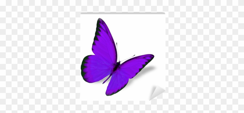 Purple Butterfly #421775