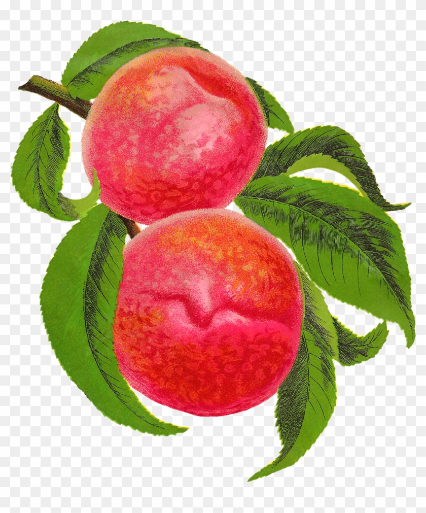 Digital Antique Peach Illustration Download - Berry #421796