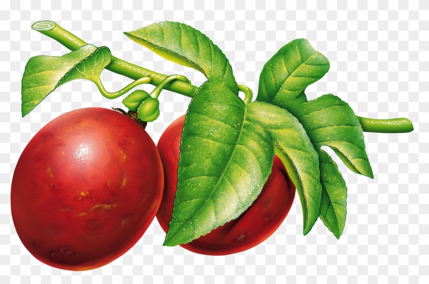 Plum Png Image - Plums Png #421814