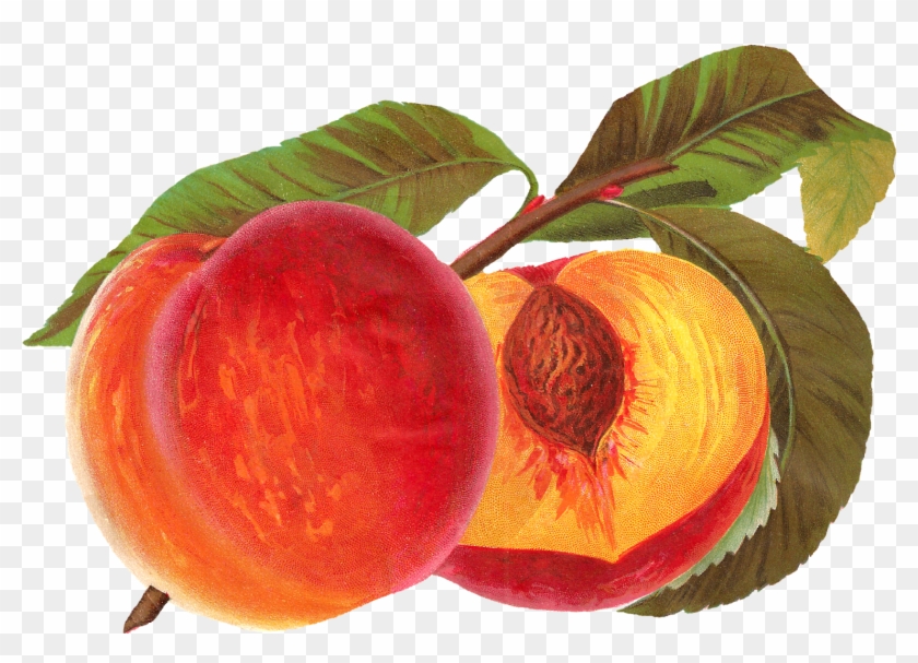 Digital Vintage Peach Artwork Download - Peach Fruit Illustration #421818