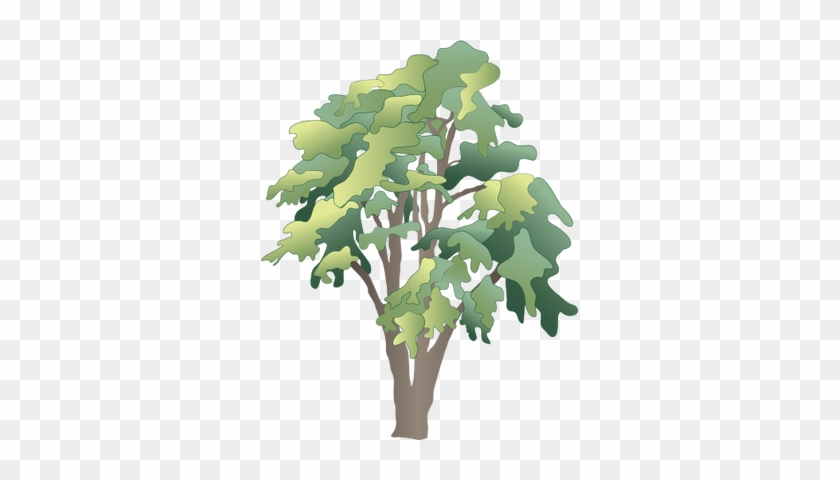 Ian Symbol Robinia Pseudoacacia - Rainforest Tree Vector Png #421937