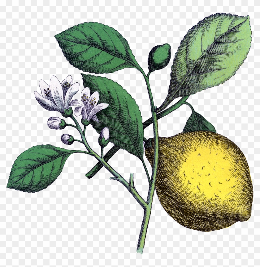 Om Cleanse Retreat - Lemon Vintage Botanical Illustration #421945