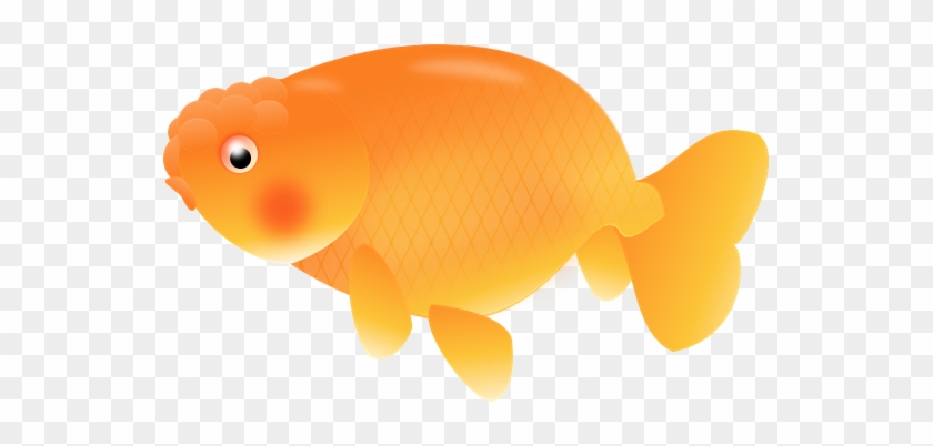 Gold Fish Orange Ranchu Royalty Free Clip Art A Small - Clipart Fish Orange Transparent Background #422137