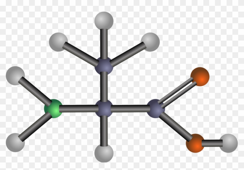 Free Alanine - Amino Acids: Biochemistry And Applications #422140