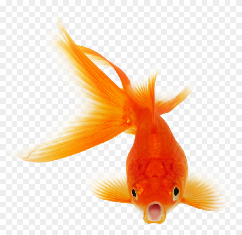 Goldfish Clipart Transparent Fish - Vocabulary Builder Flash Cards #422146