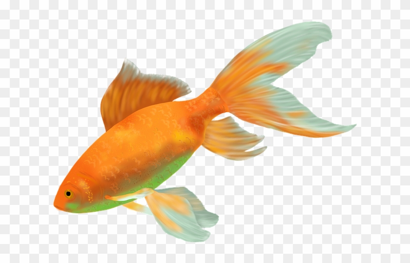 Gold Fish - Goldfish #422147