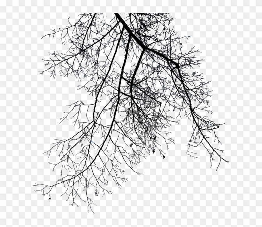 Branches - Winter Branches Png #422181