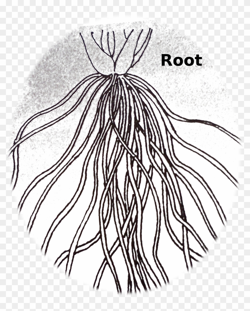 Fibrous Root System Drawing Plant - Outline Picture Of Fibrous Root #422194