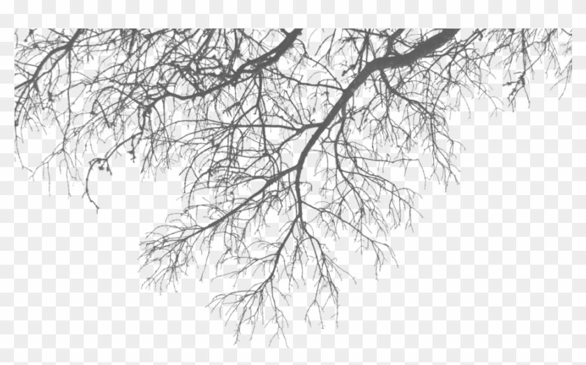 Branch Png Transparent Images Png All - Branches Png #422218