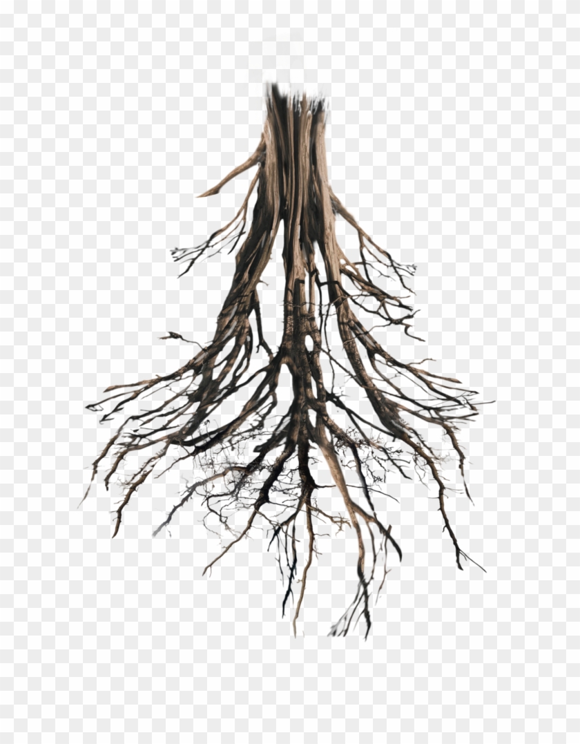 Tree Roots Png - Tree Roots Png #422223
