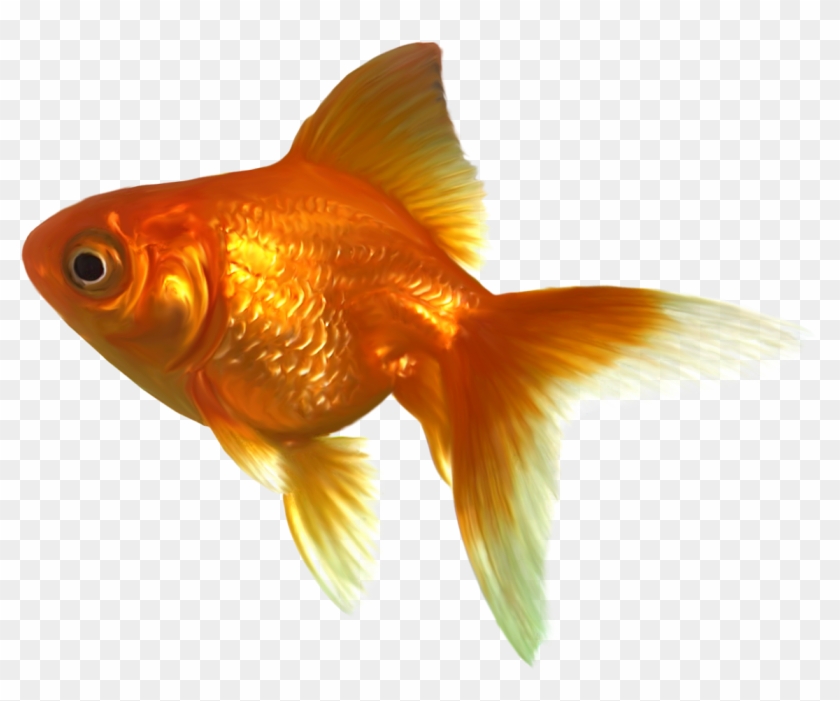 Gold Fish Clipart Golden Fish - Free Goldfish Clipart #422233