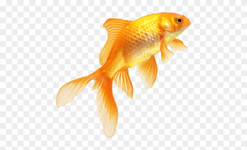Download Png Image Report - Fish Png Images Hd #422237