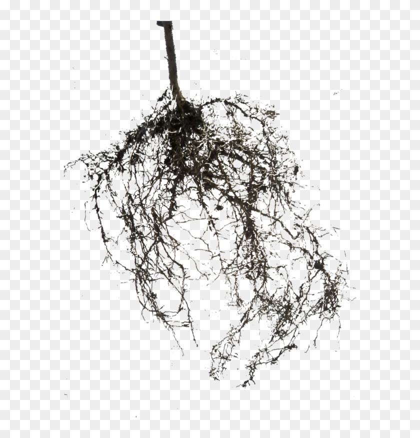 Roots By Luz4sho - Sketch #422249