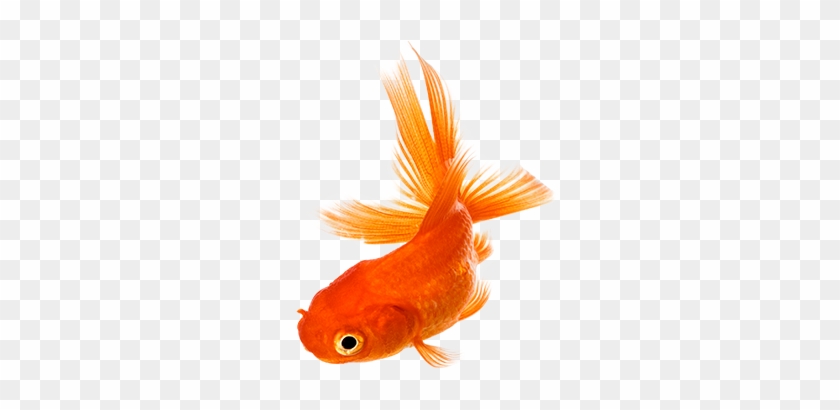 Download Png Image Report - Golden Fish Png #422248