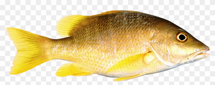 Download Png Image Report - Fish Png Transparent #422257