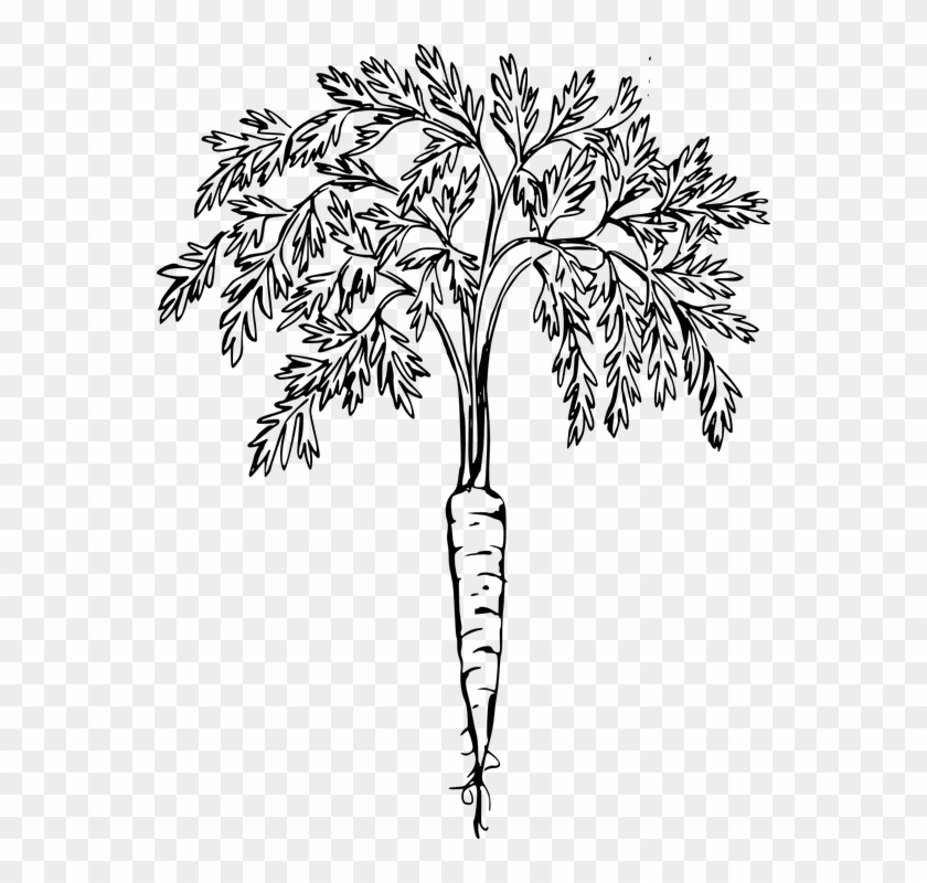 Cartoon Tree Roots 28, Buy Clip Art - Carrot Plant Black And White #422269