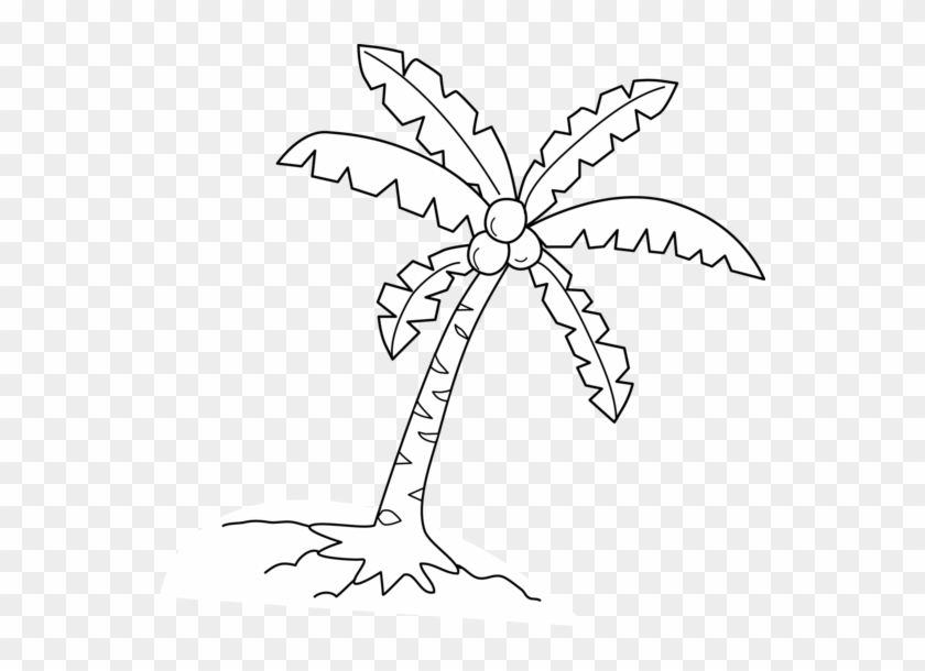 Coconut Tree Black And White Clipart - Coconut Tree Drawing #422316