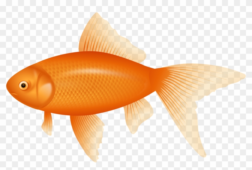 Orange Fish Png Clipart - Fish Clipart Transparent Background #422382