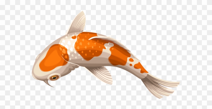 Koi Carp Clipart Transparent - Koi Fish Transparent #422388