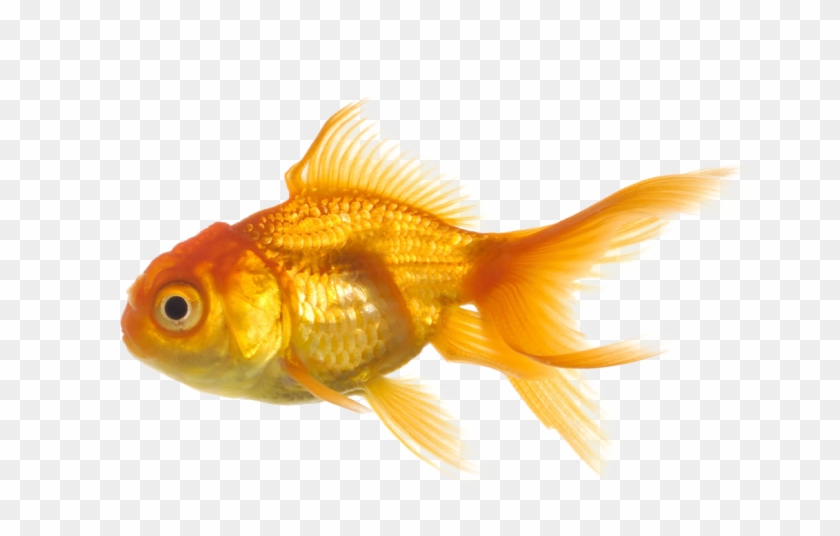 Gold Fish Png Image - Fish With Transparent Background #422395