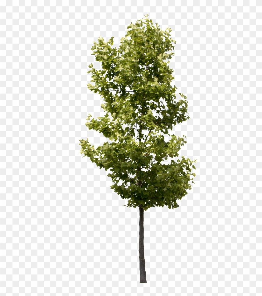 Platanus Occidentalis Small - Transparent Background Tree Png #422648