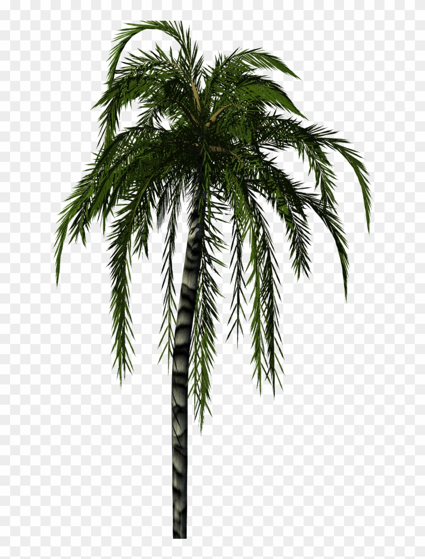 Palm Tree Texture Png - Palm Tree Render Png #422669