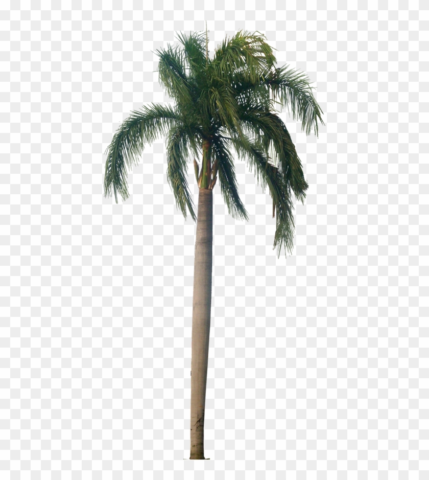Royal Palm Is Native To South Florida, Mexico, Part - Palm Trees #422672