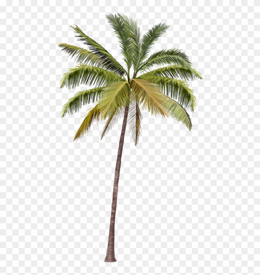 Full Rec, - Hand Coconut Tree #422686